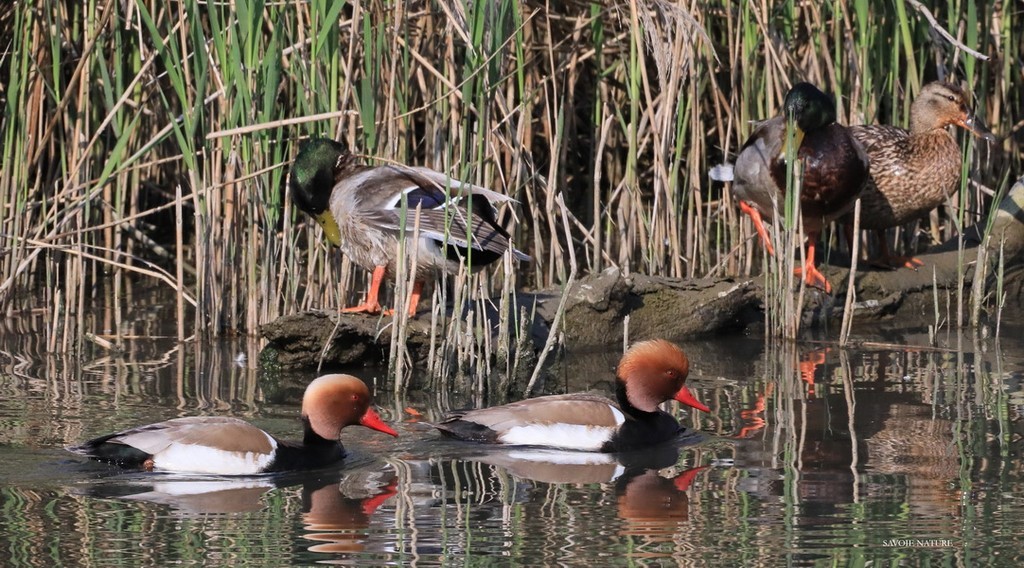 Nettes rousses et canards