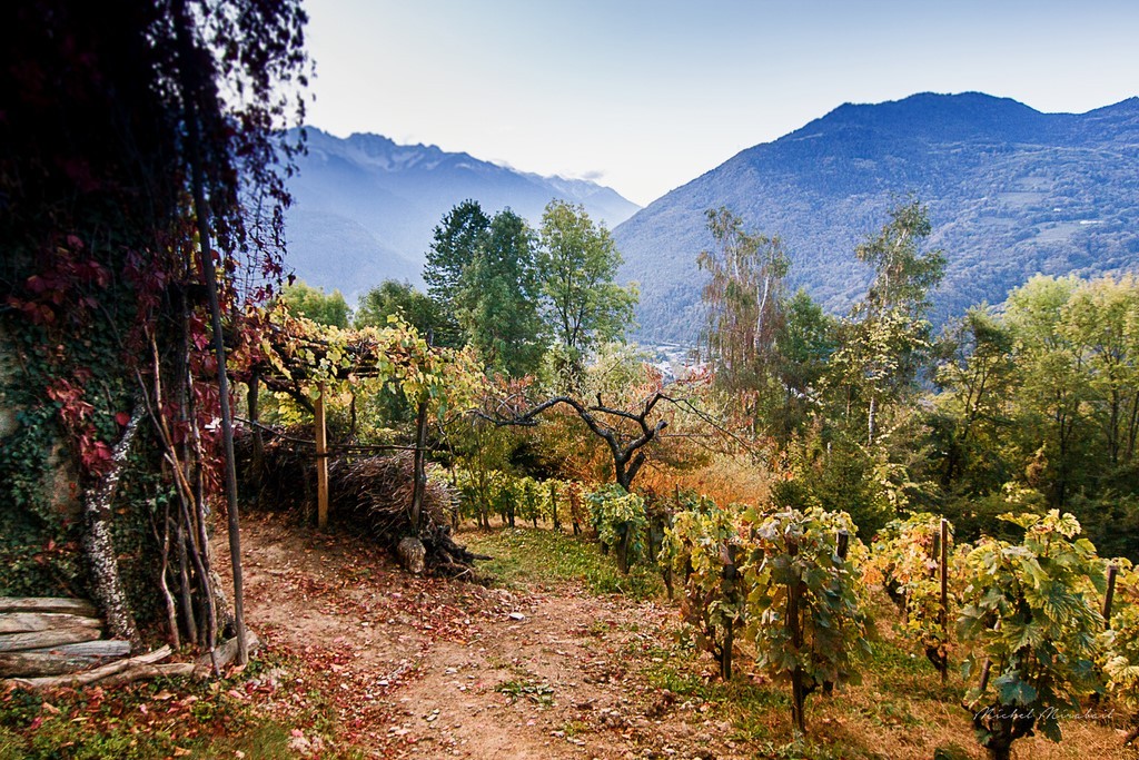 automne dans les vignes Photo Michel Mirabail