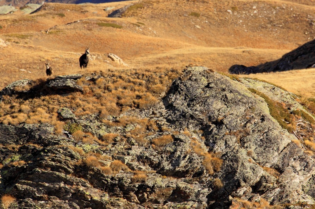 couple de chamois  photo michel mirabail