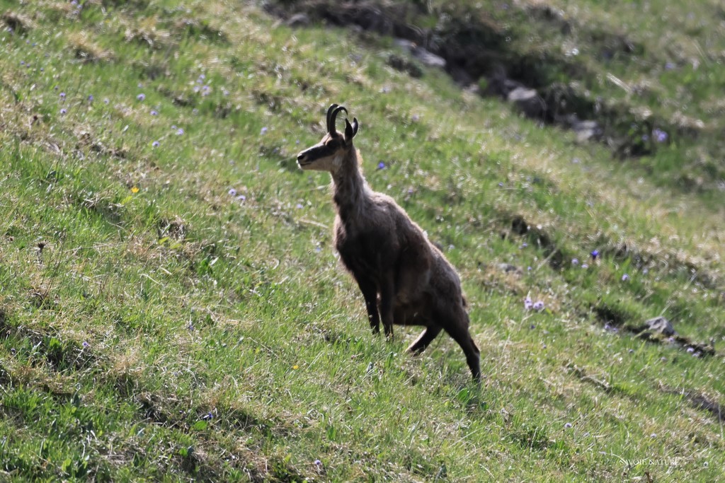 chamois dans les bauges