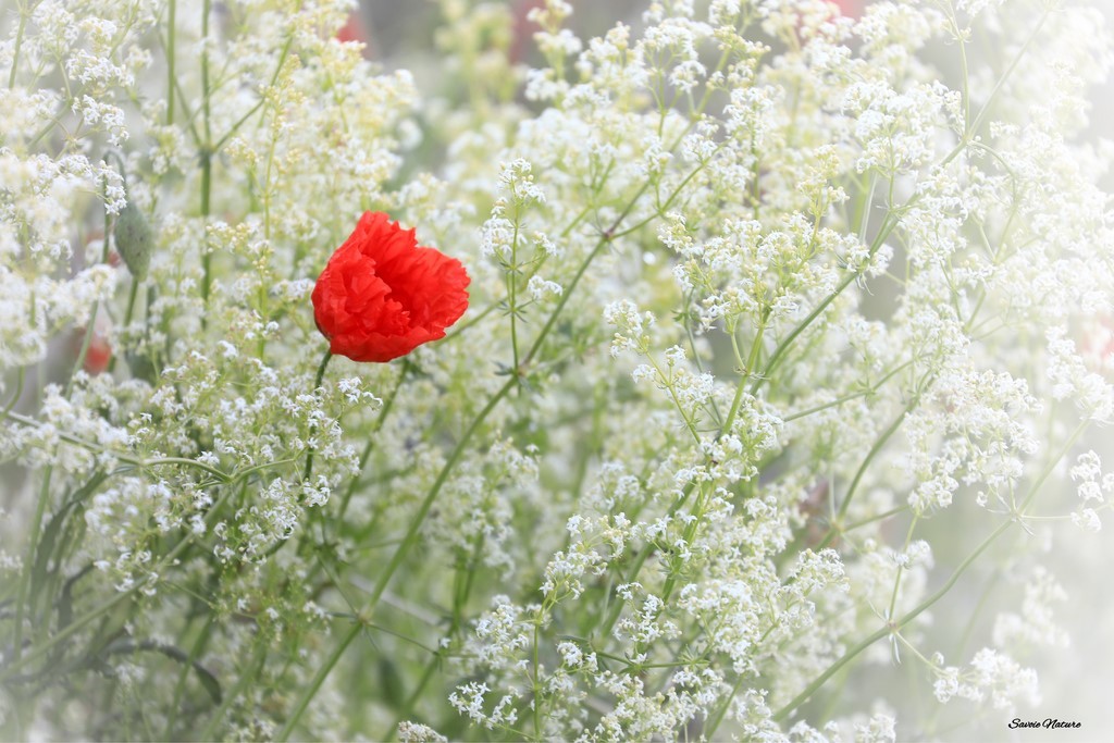 coquelicot savoie nature