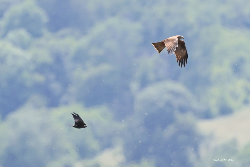 corbeau et milan  savoie nature