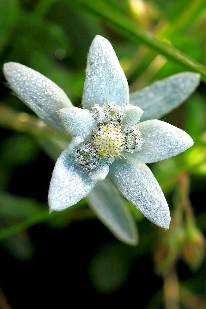 Edelweiss par michel mirabail