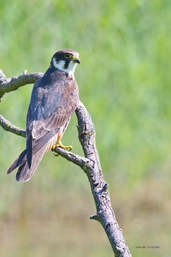 faucon hobereau savoie nature