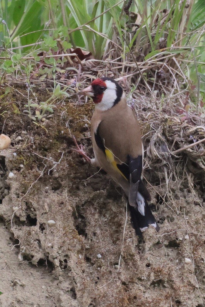 Chardonneret