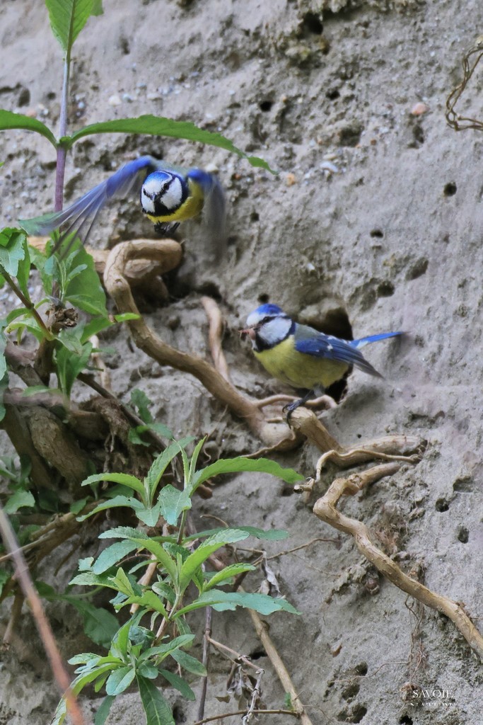 Nid de mésanges bleues