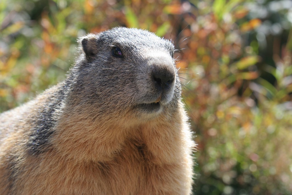 portrait marmotte  photo michel mirabail