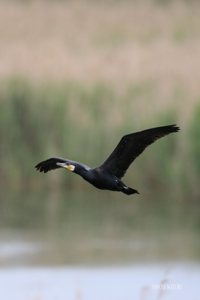 cormoran