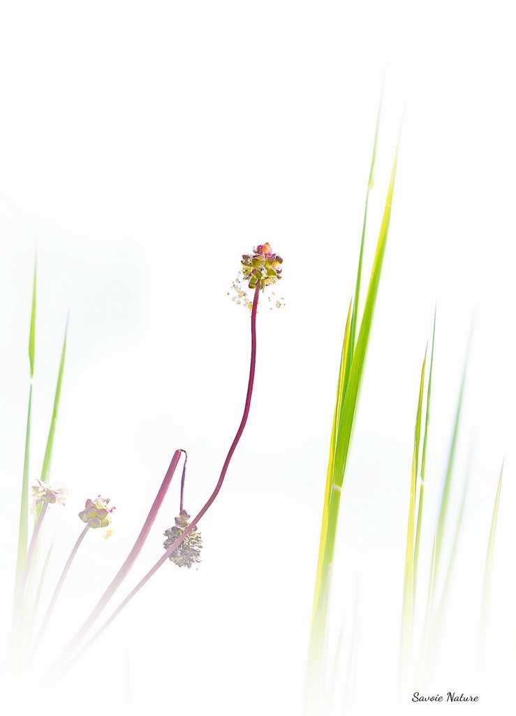 savoie nature fleurs au printemps