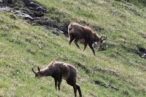 2 chamois paissant