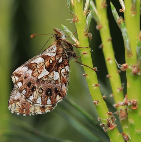 Papillon marron savoie nature