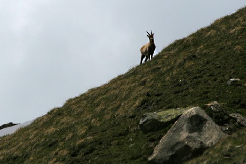 chamois  photo michel mirabail