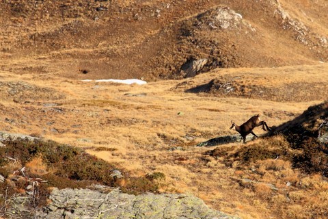 chamois bellecombe  photo michel mirabail