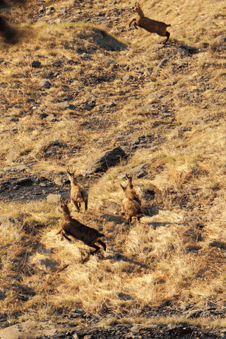 chamois  photo michel mirabail