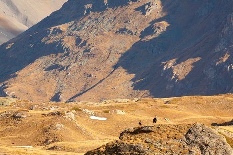 chamois bellecombe  photo michel mirabail