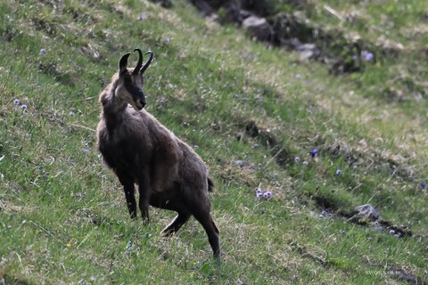 chamois savoie nature