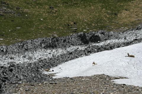 chamois sur névé  photo michel mirabail