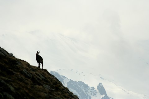 chamois savoie nature