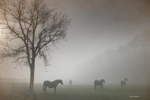 Savoie Nature chevaux dans la brume 