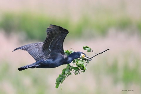Cormoran construisant son nid