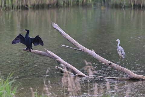 cormoran se séchant les plumes