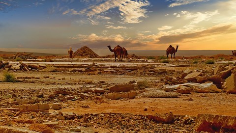 Dromadaires en Jordanie