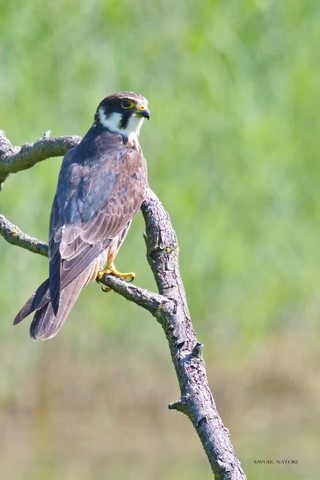 faucon hobereau savoie nature