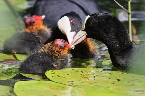 Bébés foulques nourris par les parents