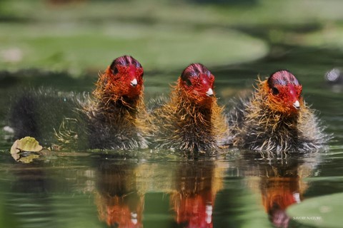 Poussins de foulques