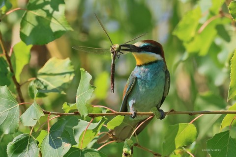 guepier avec une libellule
