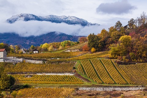 Vignobles de savoie en automne Photo Michel Mirabail