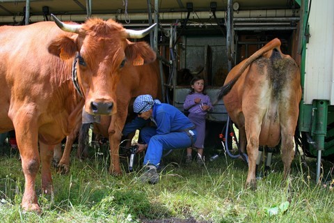 Traite du lait michel mirabail savoie nature