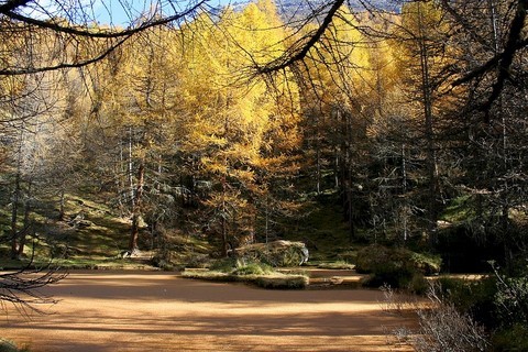 Melezes savoie nature