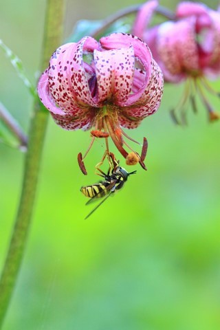 lys martagon et insecte butinant par michel mirabail
