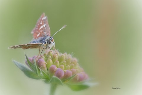 Papillon macro photo savoie nature