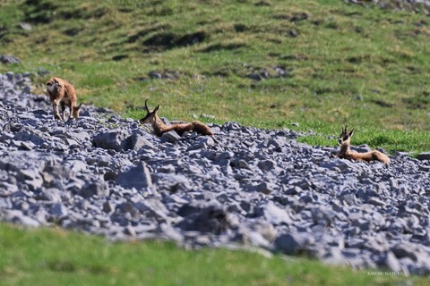 maman chamois et ses deux petits 