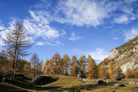 mélèzes savoie nature