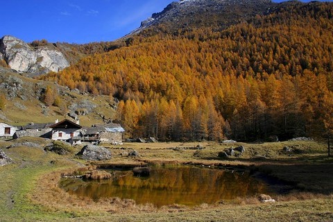 Monal savoie nature