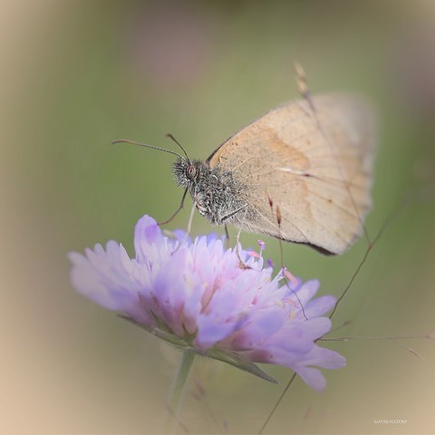 Flou de papillon savoie nature