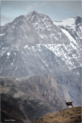 Chamois devant grande casse par savoie nature