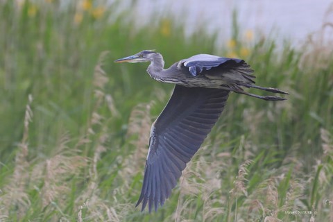 cormoran gris