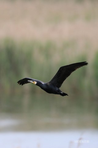 cormoran