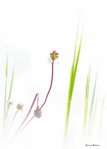 savoie nature fleurs au printemps