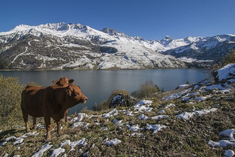 Tarines roselend Savoie Nature Michel Mirabail