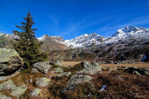 Vallon du Ruitor savoie nature