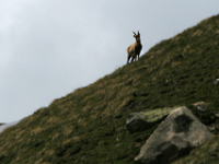 Chamois