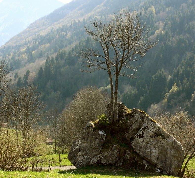 arbre sur roc
