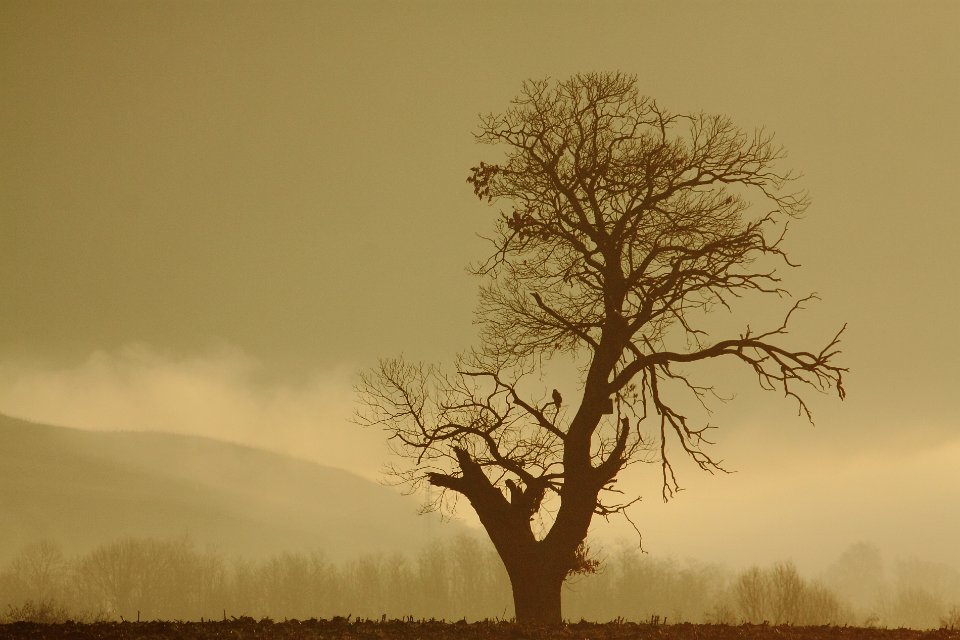brumes de decembre 20