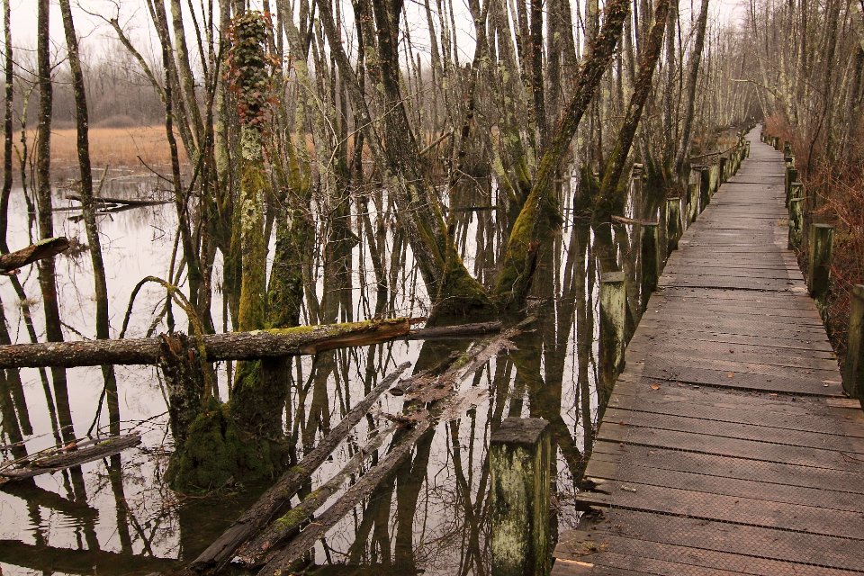 etang de lavours ain 8
