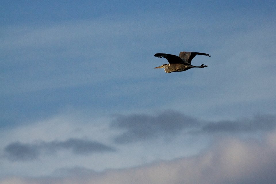 heron lac st helene 7